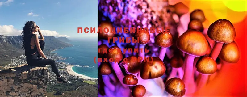 Псилоцибиновые грибы GOLDEN TEACHER  сайты даркнета наркотические препараты  Волоколамск 
