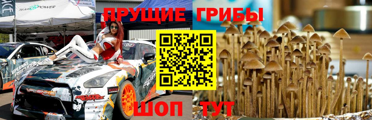 Псилоцибиновые грибы Cubensis  Вход с VPN  Волоколамск  Псилоцибиновые грибы Cubensis 